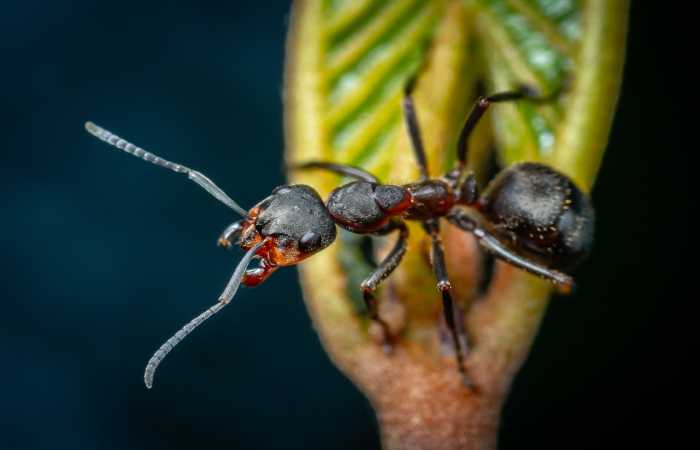 wasp string