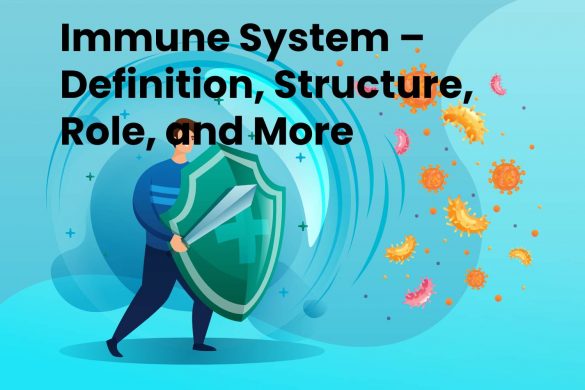 Immune System – Definition, Structure, Role, and More
