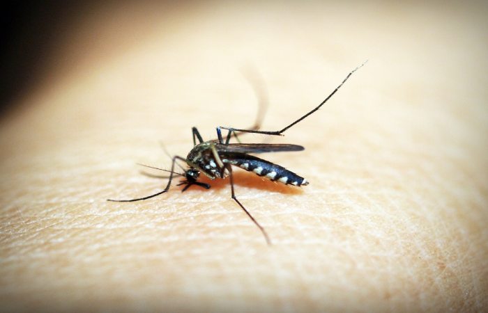 Best Ways to Avoid Bug Bites