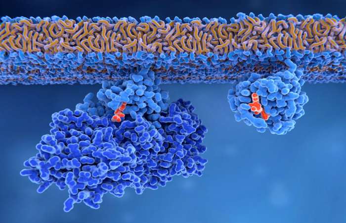 what is the monomer of proteins