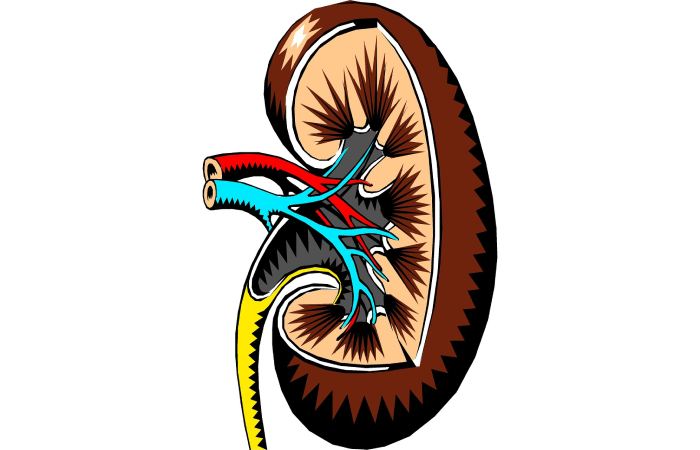 kidney forms