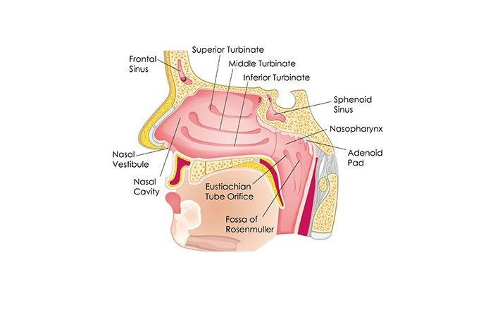 About Cranial Facial Editing And How It Works?