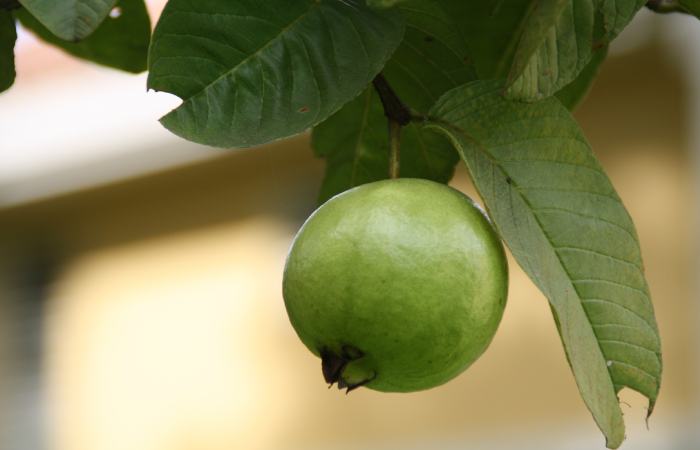 Nutritional Facts - Guava