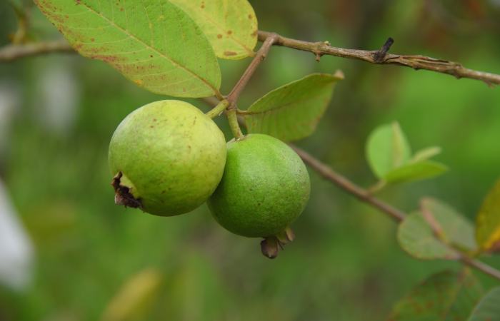 Precautions - Guava