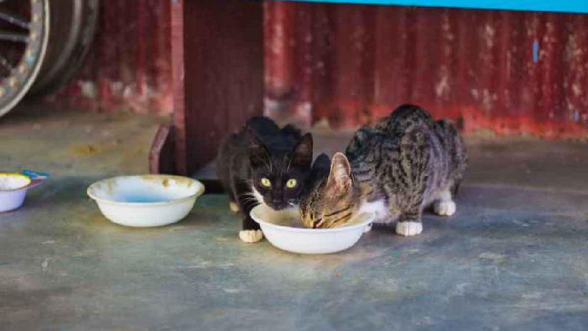 Cat’s Wet Food – Introduction, Benefits, Disadvantages, and More