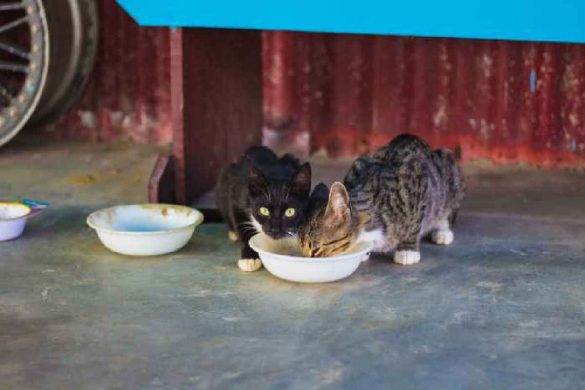 Cat's Wet Food – Introduction, Benefits, Disadvantages, and More