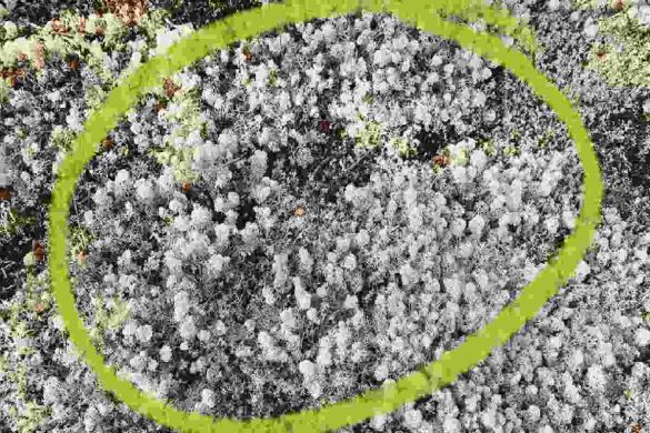 Sea Moss Nutrients – Introduction, Nutrients, Applications, and Benefits