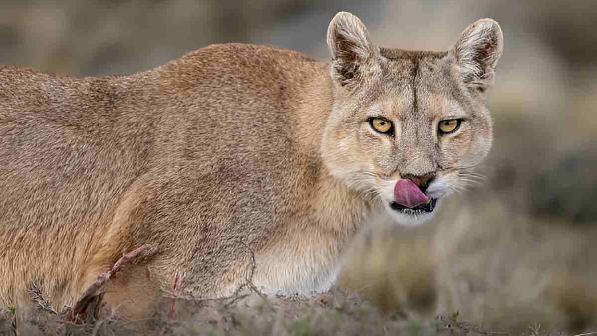 Link Gacor Meets Las Pumas: A Wild Ride from Slots to Sanctuaries