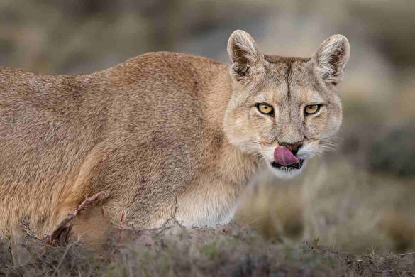 Link Gacor Meets Las Pumas_ A Wild Ride from Slots to Sanctuaries