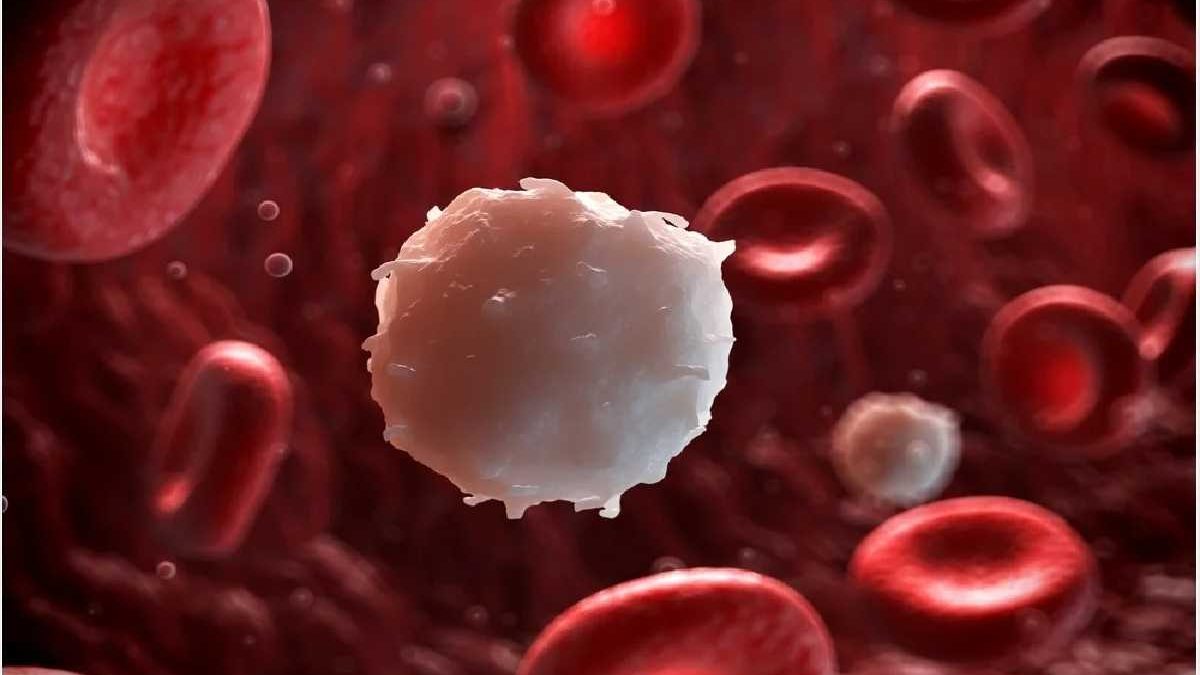What Happens If White Blood Cells Are High?